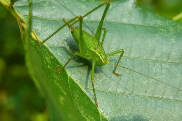 Great Green Bush crickets