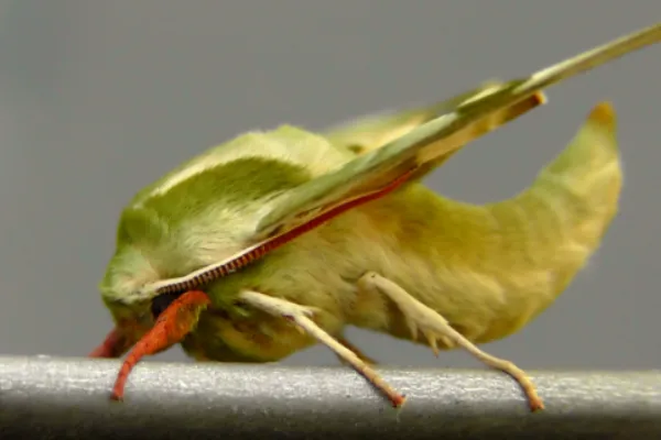 Oleander hawk-moth