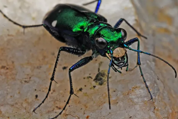 Six-spotted green tiger beetle
