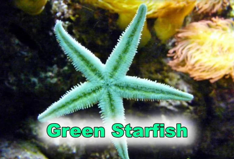 Green Starfish