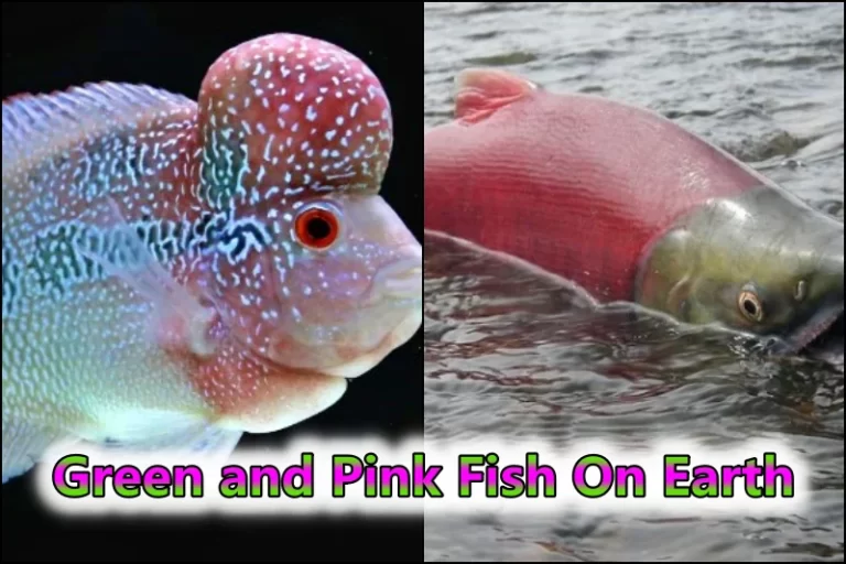 Green and Pink Fish