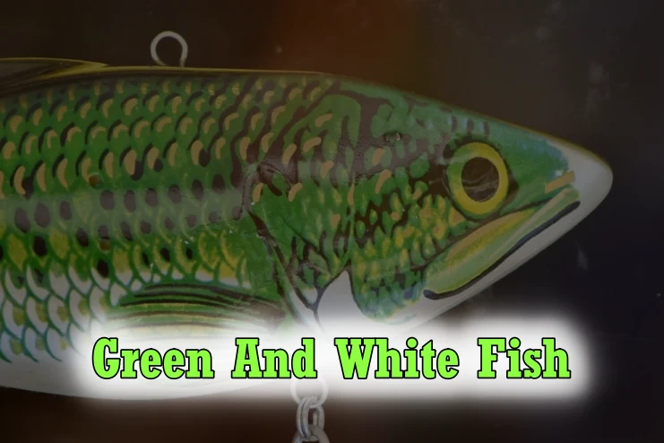 Green and White Fish