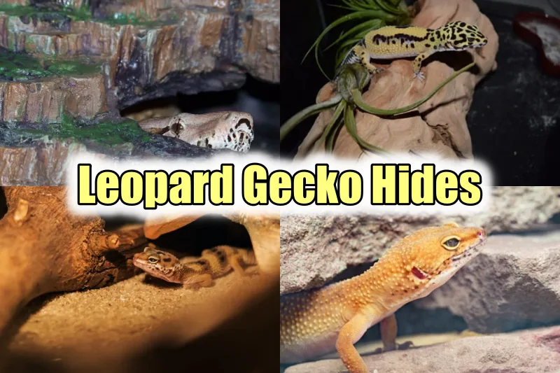 Leopard Gecko Hides