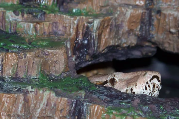 Maintaining Leopard Gecko Hides 