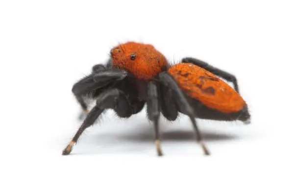 Apache jumping spider