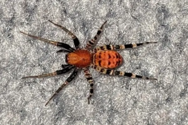 Orange ant-mimic sac spider