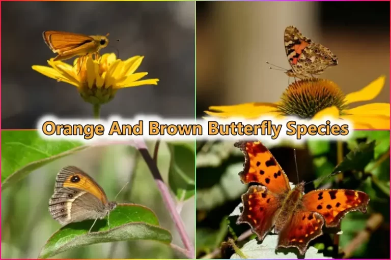 Orange And Brown Butterfly