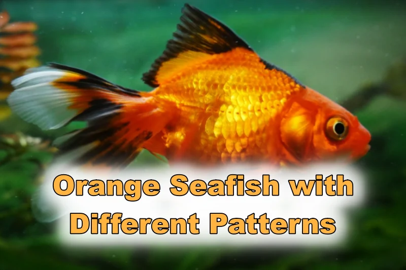 Orange Seafish