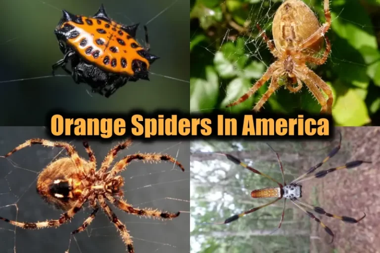 Orange Spiders In America
