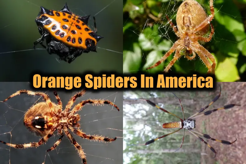 Orange Spiders In America