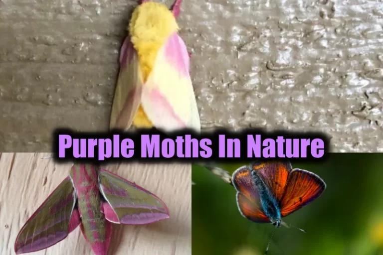 Purple Moths In Nature