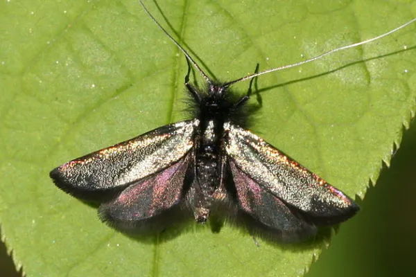 Fairy Longhorn Moth