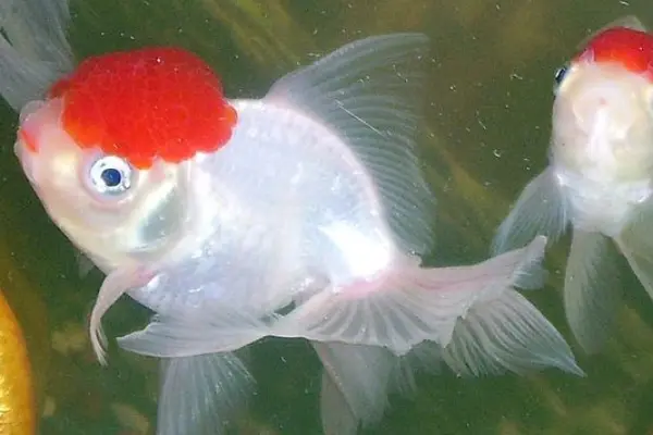 White Red Cap Goldfish