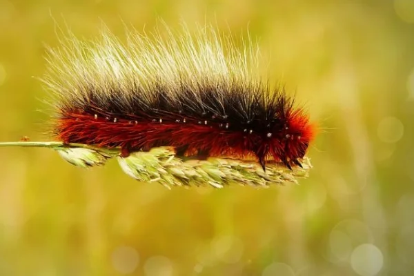Banded Woolly bear caterpillar