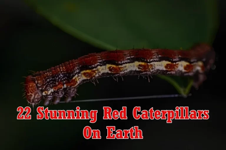 Red Caterpillars
