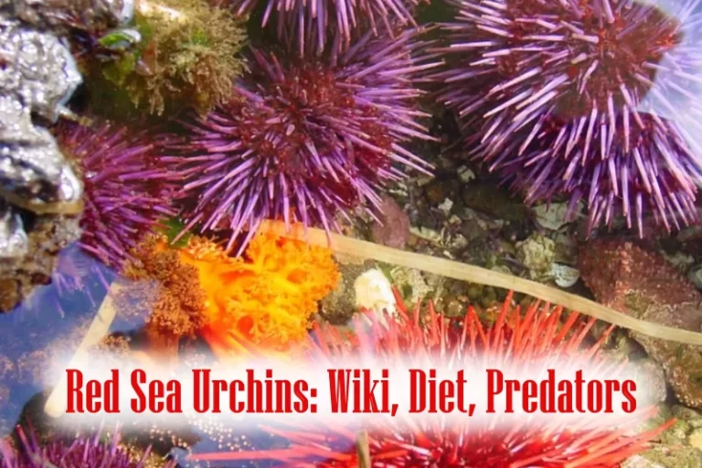 Red Sea Urchins