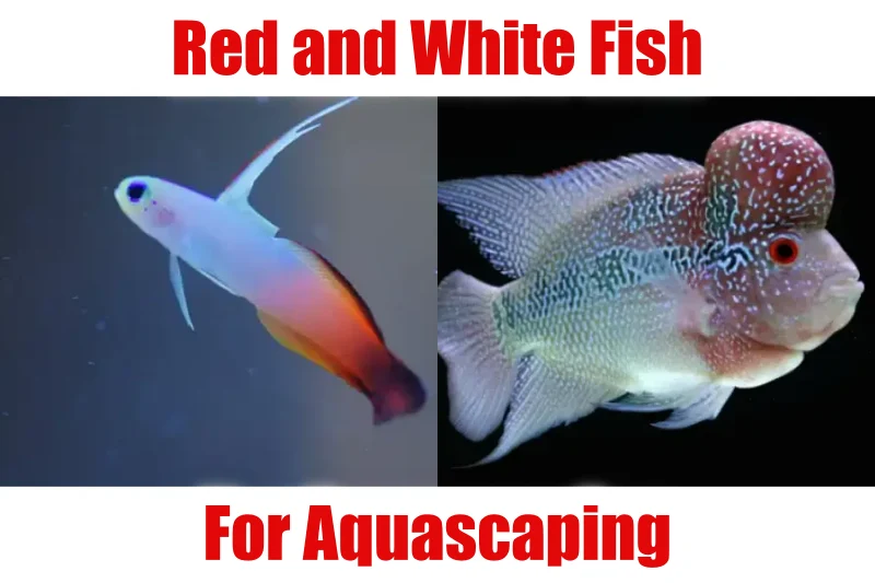 Red and White Fish