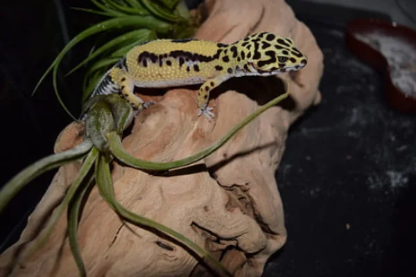 Selecting the Right Leopard Gecko Hide