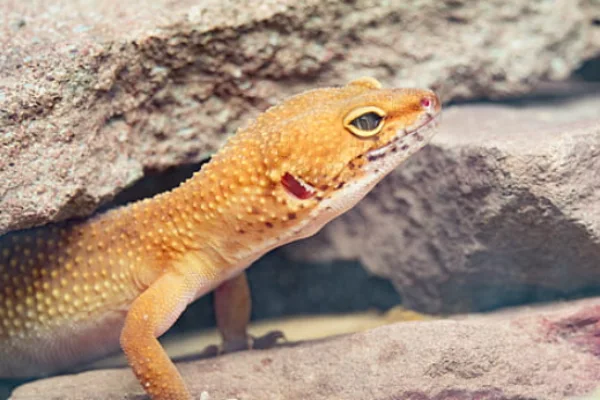 Significance of Leopard Gecko Hides