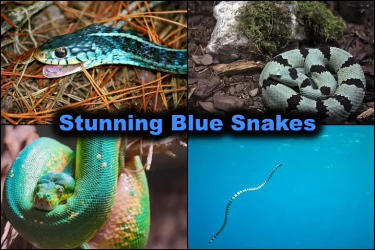 Blue Snakes