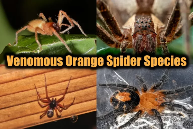 Venomous Orange Spider