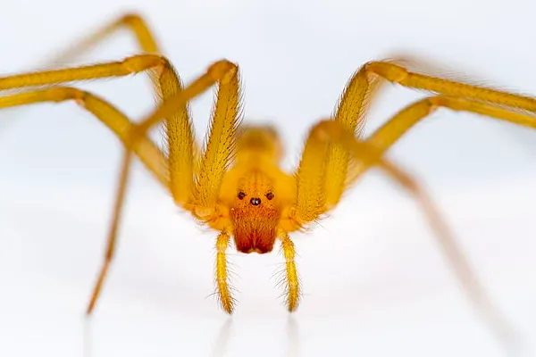 Chilean recluse spider