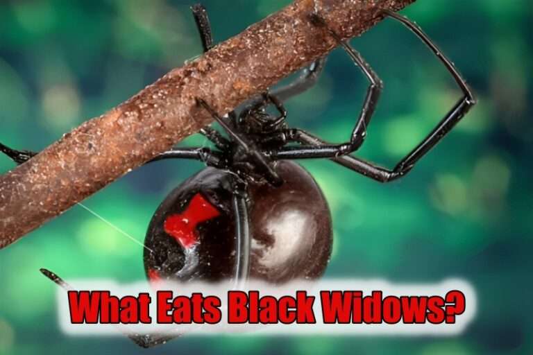 What Eats Black Widows