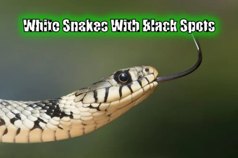 White Snakes With Black Spots