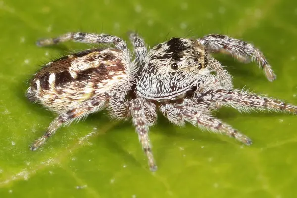 Coppered White-cheeked Jumping Spider