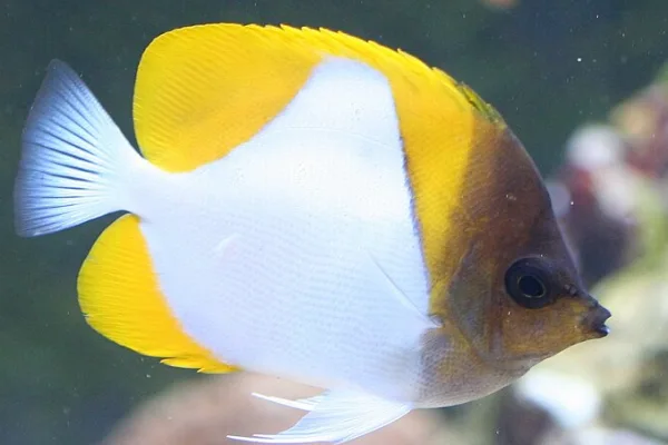 Pyramid Butterfly fish