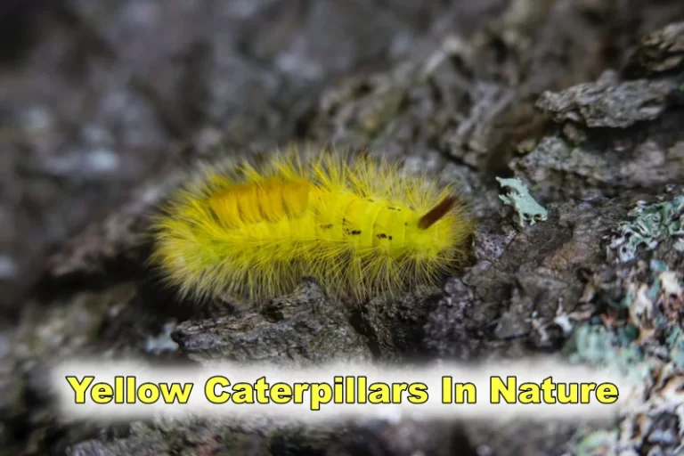 Yellow Caterpillars