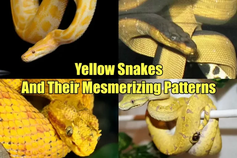 Yellow Snakes