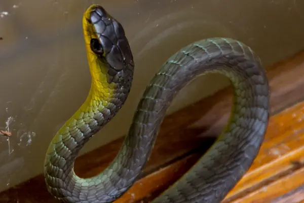 Common tree snake