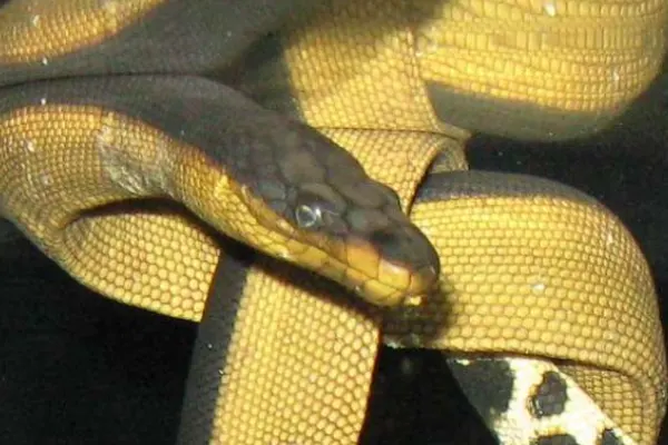 Yellow bellied Sea snake