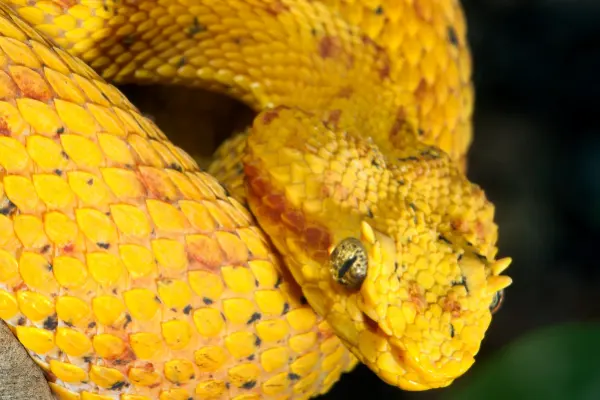 Yellow eyelash pit viper