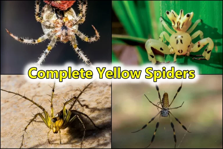 Yellow Spiders