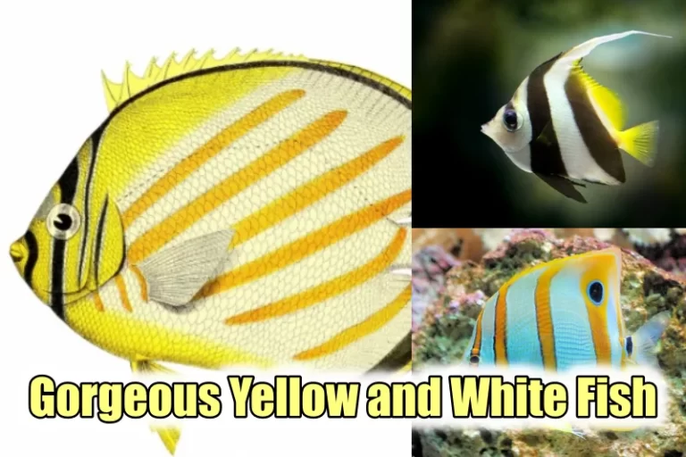 Yellow and White Fish