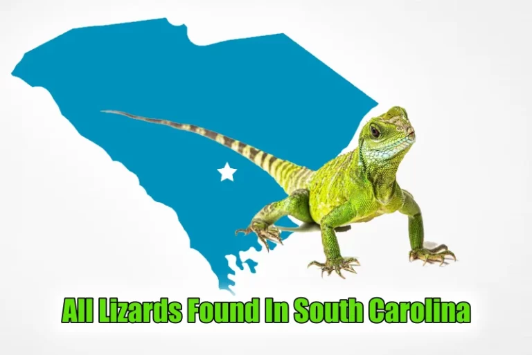 Lizards Found In South Carolina