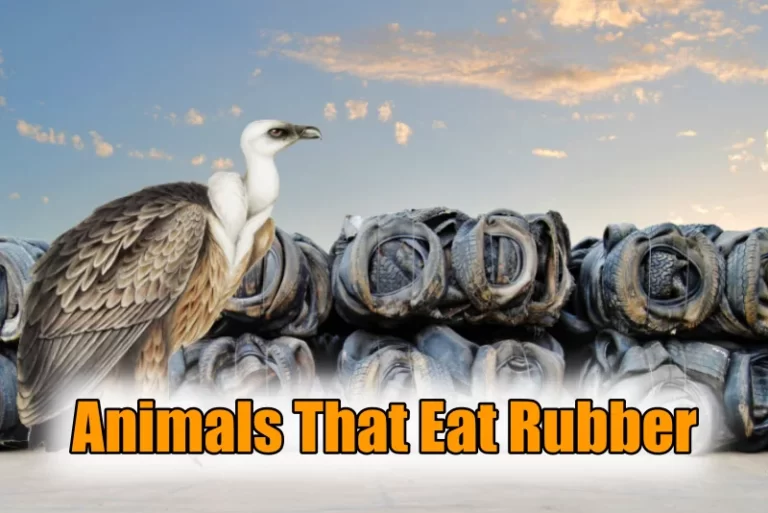 Animals That Eat Rubber