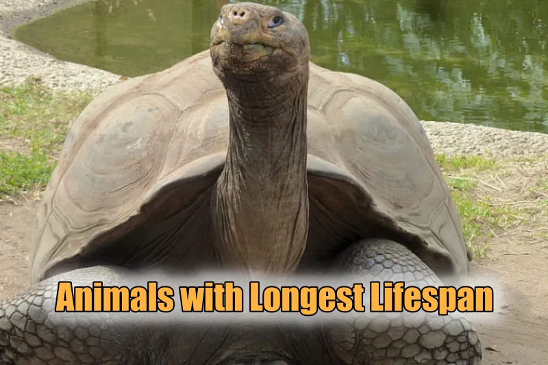 Animals with Longest Lifespan