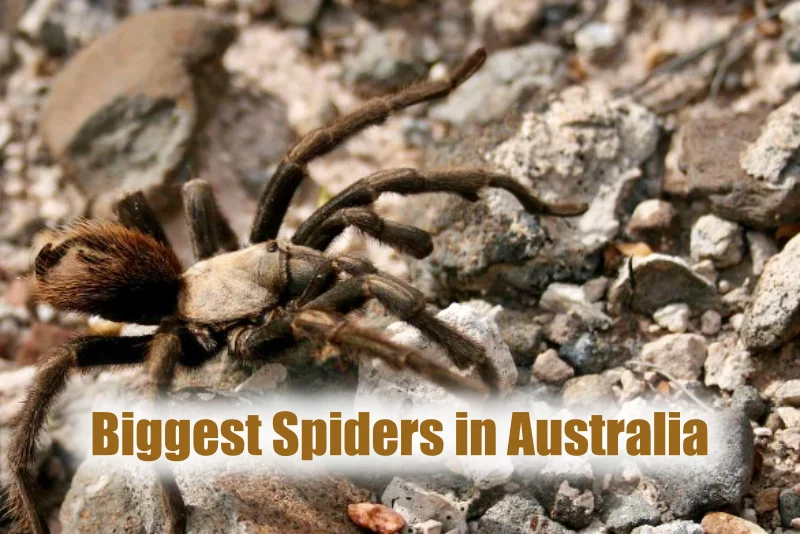 Biggest Spiders in Australia