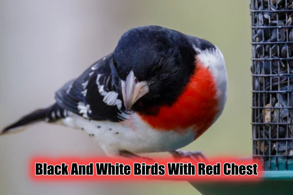 Black And White Birds With Red Chest