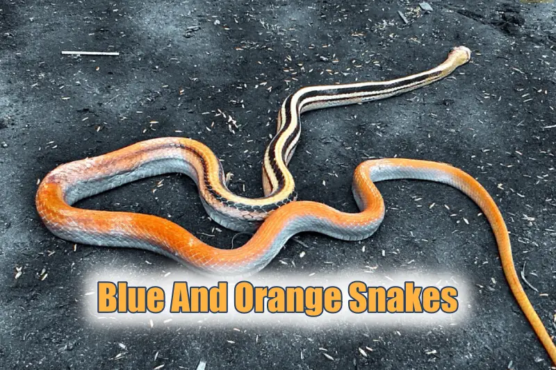 Blue And Orange Snakes