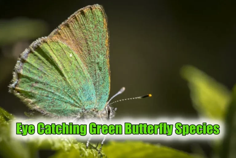 Green Butterfly Species