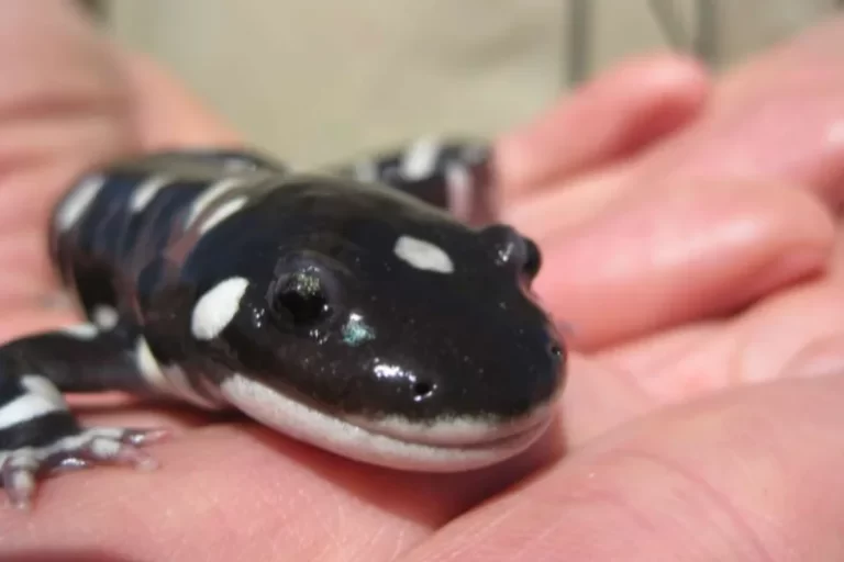 Largest Salamanders in the world