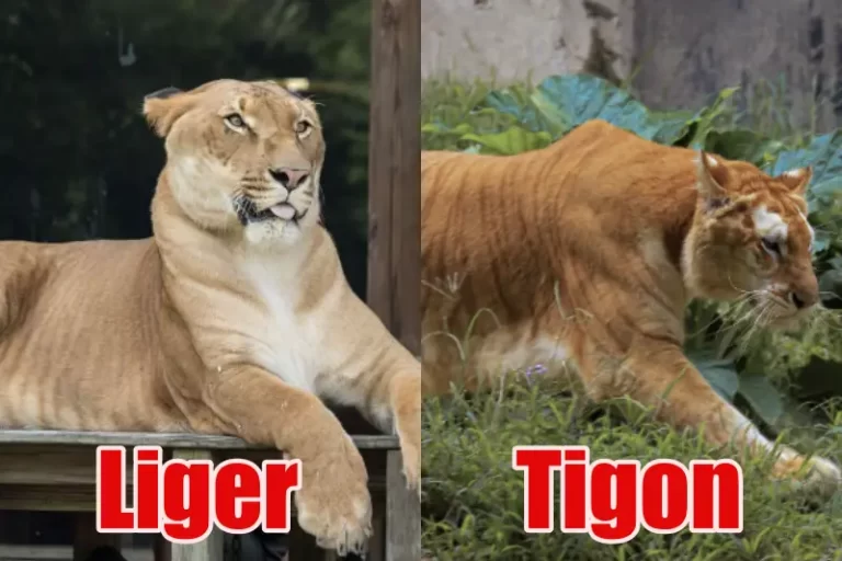 Liger vs Tigon