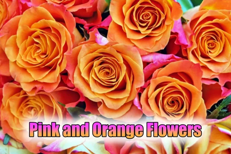 Pink and Orange Flowers