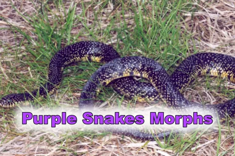 Purple Snakes Morphs