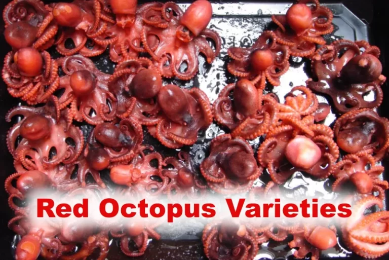 Red Octopus Varieties
