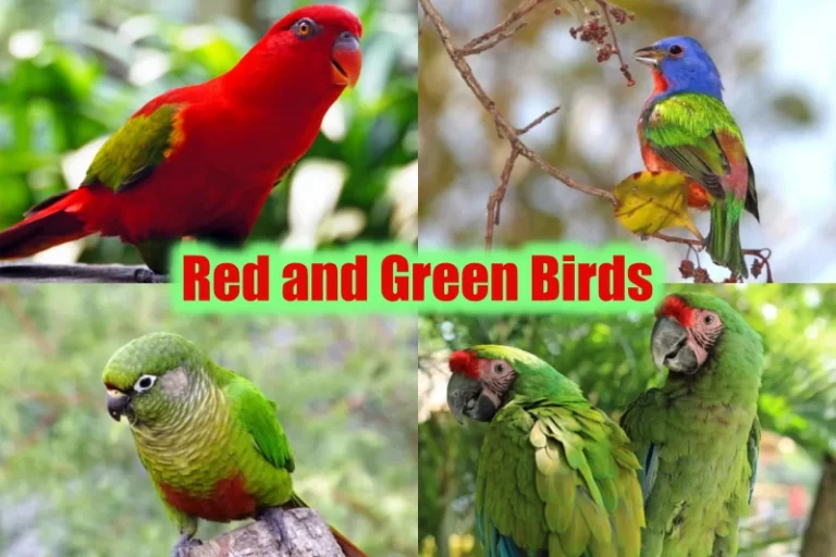 Red and Green Birds